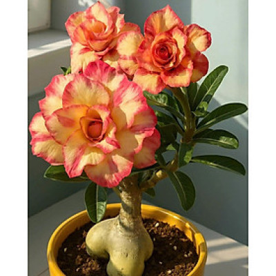 Hạt giống hoa sứ kép Thái Lan - Bịch 10 hạt – Mã số 2039