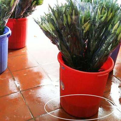 Combo 2 chai dung dịch Bảo Quản Hoa Lily không nở trong 15 ngày tại nhà vườn trồng hoa Growers theo công nghệ xử lý TOG của Israel (dạng nước đậm đặc)