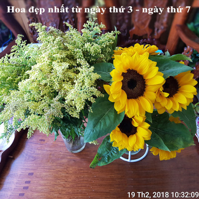  (COMBO 30 GÓI) GÓI DƯỠNG HOA TƯƠI LONGLIFE CỦA ISRAEL GIỮ HOA TƯƠI LÂU GẤP 2 LẦN VÀ 14 NGÀY KHÔNG THAY NƯỚC MỚI