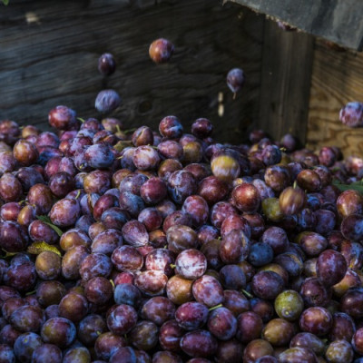 Nước Mận Hữu Cơ Nước Ép Mận Taylor (Không Đường) Tự Nhiên 100% Organic Prune Juice 946ml