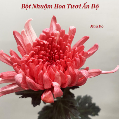 Thuốc Bột Nhuộm Hoa Tươi  màu thực phẩm Ấn Độ (Combo 3 hộp tùy màu) giúp đổi màu hoa cắt cành (1 hủ pha 12L nước màu)