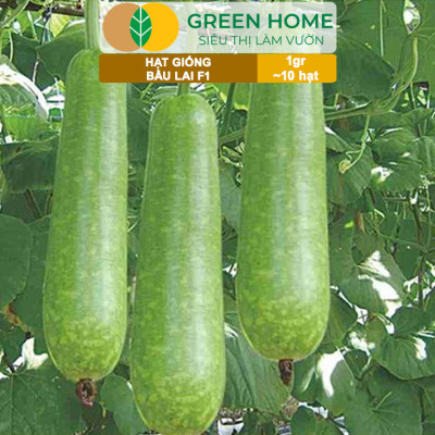 Hạt Giống Bầu Lai Greenhome, Gói 1gr~10 hạt, Dễ Trồng Quanh Năm, Nảy Mầm Cao, Thu Hoạch Nhanh, Năng Suất Cao T09