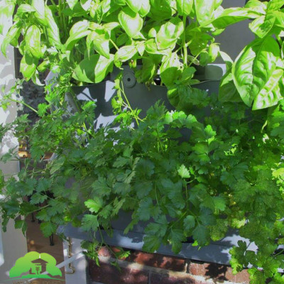 Chậu Treo Trồng Rau Ban Công Đứng Minigarden (Set 10 Bộ) nhập khẩu Châu Âu kèm hệ thống tưới nhỏ giọt bán tự động với năng suất rau cao