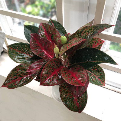 Chậu Cây Tự Dưỡng Thông Minh nhập khẩu Bồ Đào Nha giúp cây trồng tự động tưới, tự bón phân và dành cho người bận rộn nhưng yêu thiên nhiên