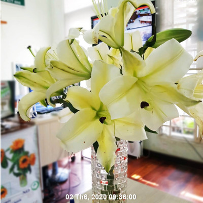 Set 50 gói Bột Dung Dịch Dưỡng Hoa LILY Longlife Nhập khẩu Israel giúp hoa Lily tươi lâu gấp 2 lần, cánh hoa đậm màu và 14 ngày không thay nước cắm hoa (1 gói 5gr pha được 0.5 lít nước) 