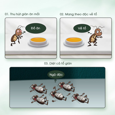 Combo 2 hộp viên diệt gián sinh học AMB, thuốc diệt gián Đức hiệu quả nhanh chóng, an toàn sức khỏe