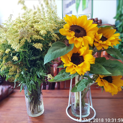  (COMBO 30 GÓI) GÓI DƯỠNG HOA TƯƠI LONGLIFE CỦA ISRAEL GIỮ HOA TƯƠI LÂU GẤP 2 LẦN VÀ 14 NGÀY KHÔNG THAY NƯỚC MỚI