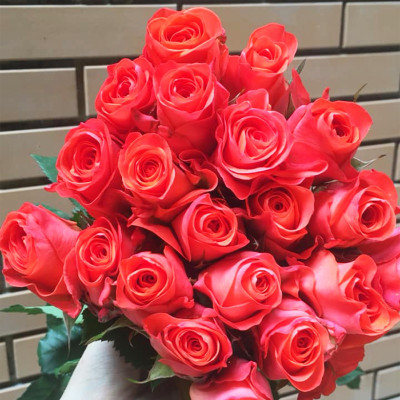 Dinh Dưỡng Giữ Hoa Hồng cắm bình Lâu Tàn - Food For Cut Flowers (Set 50 gói loại 5gr) giúp hoa luôn tươi mớ, cứng cáp gấp 2 lần và trong 14 ngày không thối nước hay cắt tỉa gốc hoa, nhập khẩu Israel