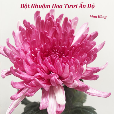 Thuốc Bột Nhuộm Hoa Tươi  màu thực phẩm Ấn Độ (Combo 3 hộp tùy màu) giúp đổi màu hoa cắt cành (1 hủ pha 12L nước màu)