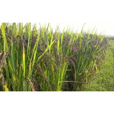 Cốm gạo Lứt Huyết Rồng BIBO- làng nghề truyền thống 50 năm - sản phẩm thuần chay tốt cho sức khỏe, hộp 200g