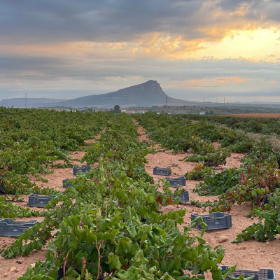 Rượu vang Organic Piqueras VS Monastrell & Garnacha Tintorera (Spain) kèm túi hộp,đồ khui
