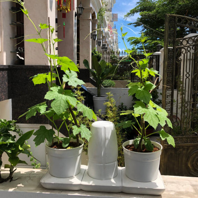 CHẬU TRỒNG RAU TỰ DƯỠNG NHẬP KHẨU CHÂU ÂU TỰ ĐỘNG TRONG 2 THÁNG, SỬ DỤNG 10 NĂM