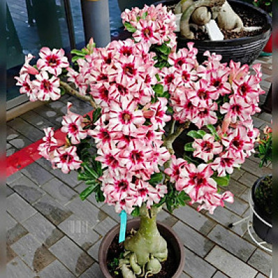 Hạt giống hoa sứ kép Thái Lan - Bịch 10 hạt – Mã số 2038