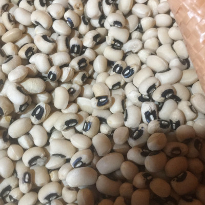 Đậu trắng bi Việt Thiên 150g, 250g, 500g