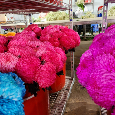 Bột Màu Nhuộm Hoa Tươi nhập khẩu Israel (màu Hồng Sen Pre 05) pha trên 12L đến 15L màu nước an toàn và chuyên nghiệp