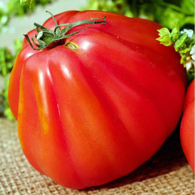 Hạt Giống Cà Chua Không Hạt Hữu Cơ Nhập Khẩu Minigarden (Túi từ 125 Hạt đến 250 hạt) Với Tỷ lệ nảy mầm cao, ít hạt lép