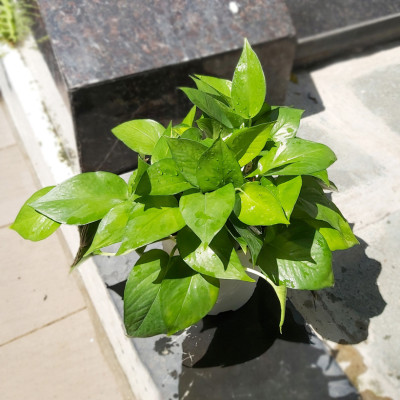 Chậu trồng cây trong nhà cao cấp Minigarden Basic Pot S (Combo 5 chậu) nhập khẩu Châu Âu, Nhựa PP Chống UV, có khả năng tự hút nước và thoát nước giúp cây sống tốt mà không cần chăm sót