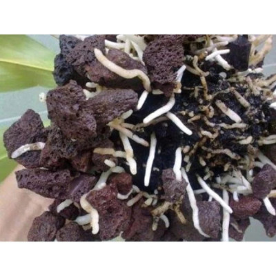 5KG Đá nham thạch cho bể cá cao cấp, vật liệu lọc nước hồ thủy sinh, trang trí bể cá cảnh, trồng lan