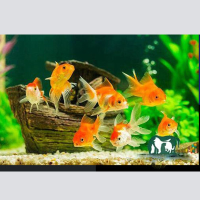 8 Gói Thức Ăn Cá Cảnh, cám Cá Koi hạt nhỡ 3mm (Cho cá size 8cm trở lên) - Nhanh lên size, lên màu, tăng cường sức đề kháng 500Gr