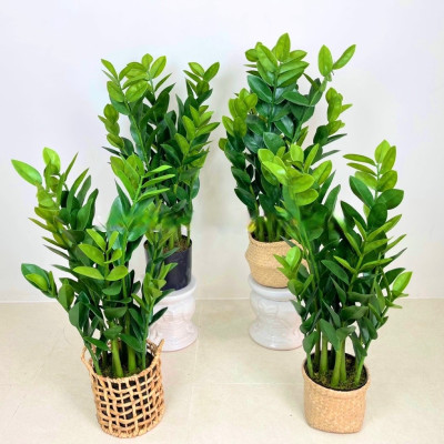 Cây kim tiền, kim phát tài giả - cao 90cm - Cây giả, hoa lụa Decor trang trí nhà cửa