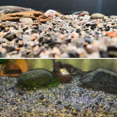 5KG Sạn suối dẹt, sỏi suối thủy sinh tự nhiên, trải nền, trang trí bể cá, tiểu cảnh, hòn non bộ, lọc nước hồ cá