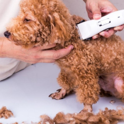 Tông Đơ Cắt Tỉa Lông Chuyên Nghiệp Cho Chó Mèo TONGDO DISMEY DUCK CP 6800 - YonaPetshop