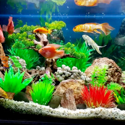 Máy bơm nước AP3500 60W, 3000L/H cho bể cá, hồ thủy sinh, hòn non bộ, thủy canh, bơm điều hòa... Hàng chuẩn loại 1. Siêu bền, tiết kiệm điện. Bảo hành uy tín