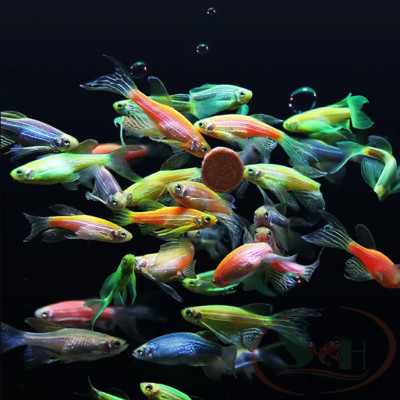 Thức ăn cá Biozym Red Worm Patch Feed viên dán trùng huyết giun đỏ cho cá tép cảnh