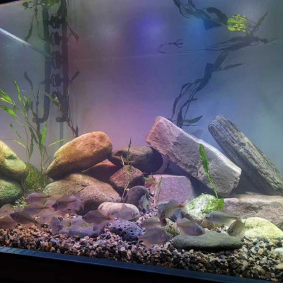 5KG Sạn suối dẹt, sỏi suối thủy sinh tự nhiên, trải nền, trang trí bể cá, tiểu cảnh, hòn non bộ, lọc nước hồ cá