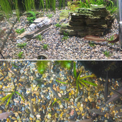 5KG Sạn suối dẹt, sỏi suối thủy sinh tự nhiên, trải nền, trang trí bể cá, tiểu cảnh, hòn non bộ, lọc nước hồ cá