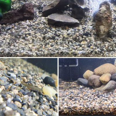 5KG Sạn suối dẹt, sỏi suối thủy sinh tự nhiên, trải nền, trang trí bể cá, tiểu cảnh, hòn non bộ, lọc nước hồ cá