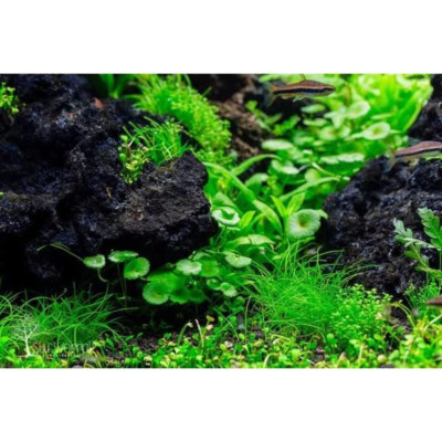 Đá Nham Thạch 1KG + Than Hoạt Tính 1KG vật liệu lọc, trang trí bể cá