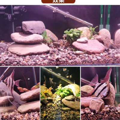 5KG Sạn suối dẹt, sỏi suối thủy sinh tự nhiên, trải nền, trang trí bể cá, tiểu cảnh, hòn non bộ, lọc nước hồ cá