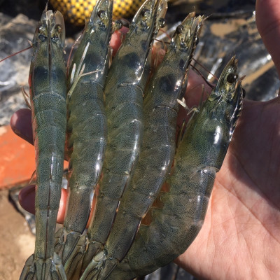 Nano Khoáng tạt Vietnam Tech Bổ sung Khoáng chất cần thiết cho tôm, cá, thủy sản, Giúp chắc cơ, cứng vỏ, ngăn ngừa da xanh, da thiếc trên tôm nuôi 1000ml