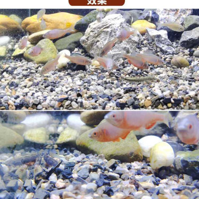 5KG Sạn suối dẹt, sỏi suối thủy sinh tự nhiên, trải nền, trang trí bể cá, tiểu cảnh, hòn non bộ, lọc nước hồ cá