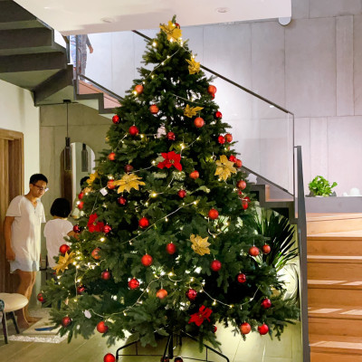 Cây thông Pe cao cấp 2m4 - Cây tự động bung