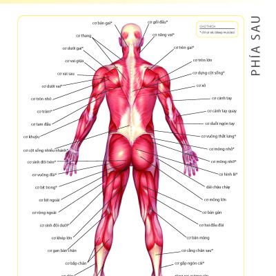 Khỏe Đẹp Với Các Bài Tập Cơ Bản