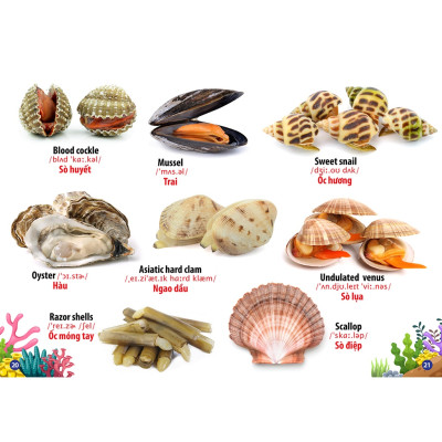 Sách Từ Điển Bằng Hình - Động Vật Dưới Nước ( Song Ngữ Anh Việt - Tái Bản)