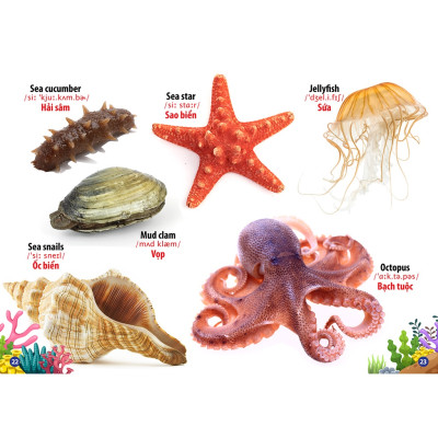Sách Từ Điển Bằng Hình - Động Vật Dưới Nước ( Song Ngữ Anh Việt - Tái Bản)