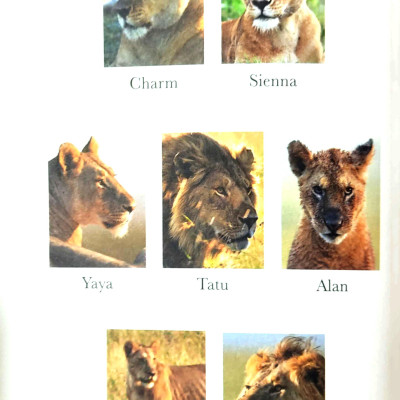 Penguin Readers Level 1: BBC Dynasties: Lions