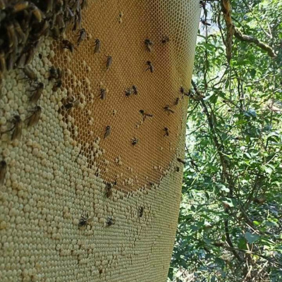 Mật ong rừng đặc sản Kon Tum nguyên chất (1lít))