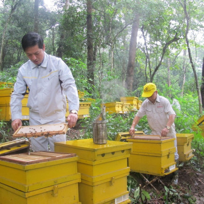 Mật ong sữa chúa Honeco 860g - Mật ong rừng kết hợp sữa ong chúa tươi