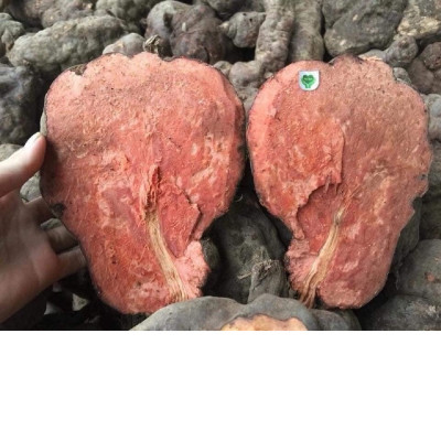 Hà thủ ô đỏ MẸ KEN hũ 500gr loại viên mật ong rừng - tặng 1 chai mẫu thử tinh dầu tràm gió nguyên chất MẸ KEN