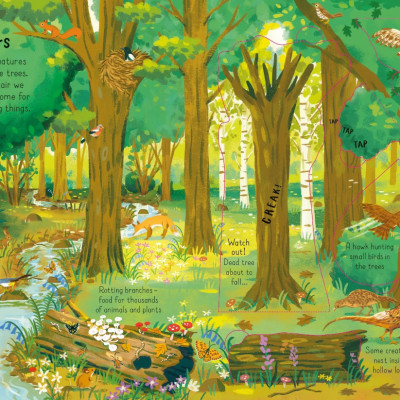 Sách tương tác tiếng Anh - Look Inside The Woods