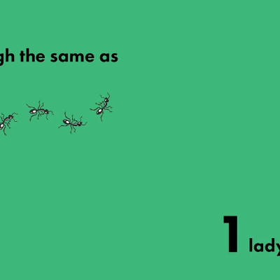 How Much Does A Ladybird Weigh?