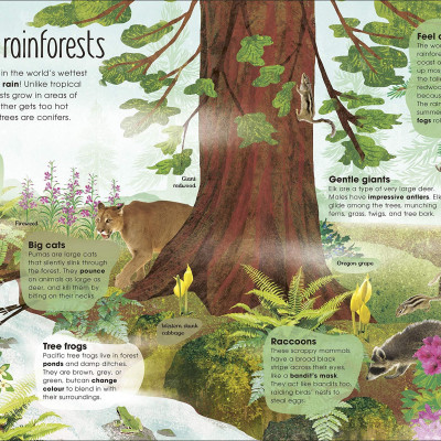 The Magic And Mystery Of Trees