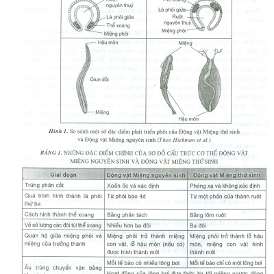 Động Vật Học Có Xương Sống (Tái bản lần thứ tám - năm 2023)