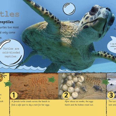 My Encyclopedia of Very Important Animals: For Little Animal Lovers Who Want to Know Everything (My Very Important Encyclopedias)