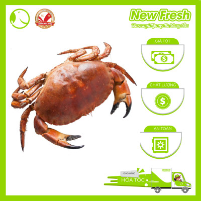 [GIAO NHANH HCM] Cua Nâu Nauy Siêu Gạch Đông Lạnh - 1 Con 500Gr