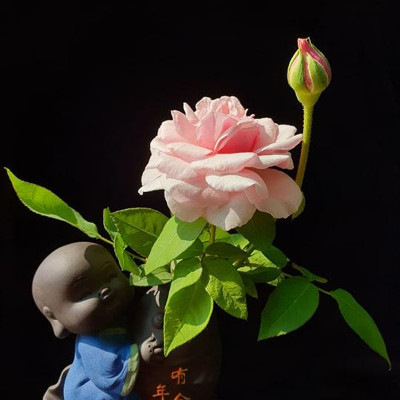 Tượng chú tiểu cưỡi cá chép - trồng cây, cắm hoa để bàn 